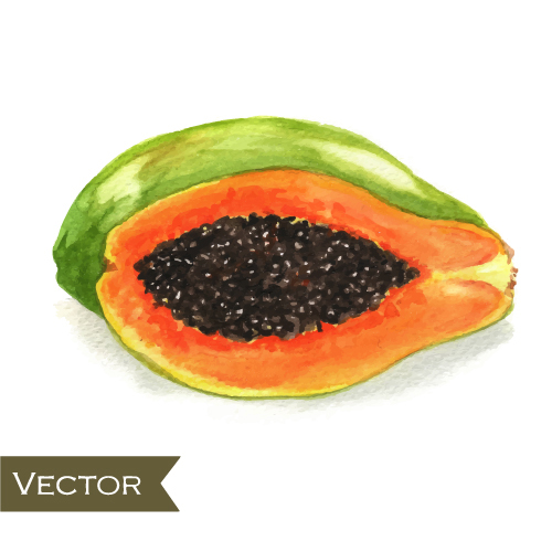 Papaya watercolor hand drawn vector watercolor papaya hand drawn   