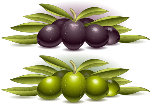 Delicate olives vector design material 05 olive delicate   