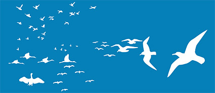 Different Seagull design vector seagull different   