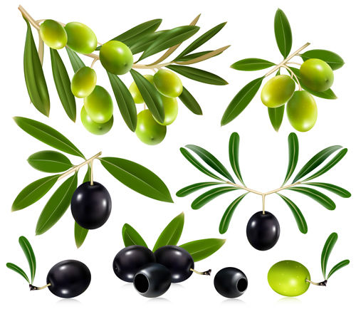 Delicate olives vector design material 02 olive delicate   