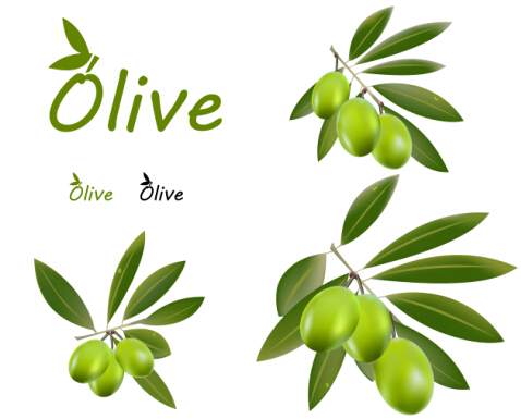 Delicate olives vector design material 01 olive delicate   