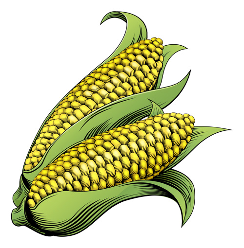 Hand drawn corn vector design 03 hand drawn corn   