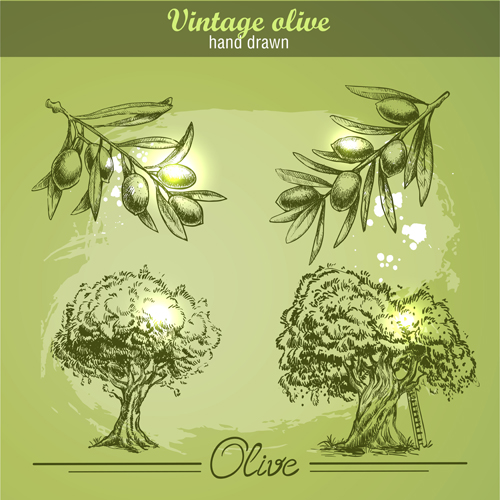 Hand drawn vintage olive vector 02 vintage olive hand drawn   