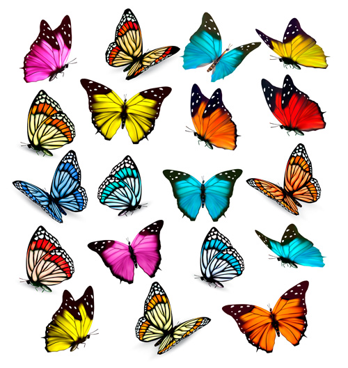 Various beautiful butterflies vector material Various butterflies beautiful   