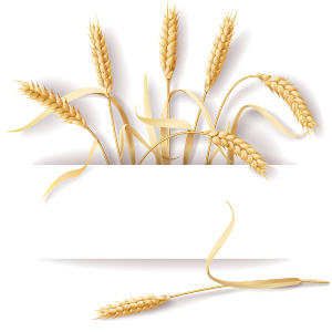 Wheat with paper background vector wheat paper background vector background   