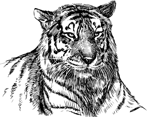 Hand drawing tiger vector material 01 tiger Hand drawing drawing   