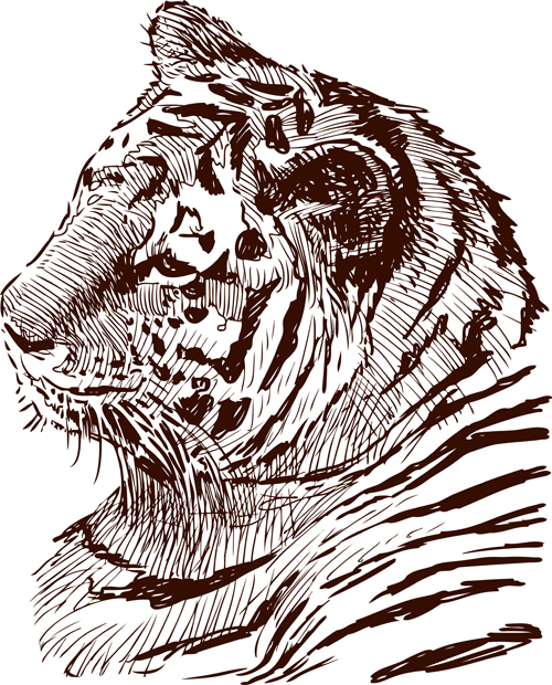 Hand drawing tiger vector material 02 tiger Hand drawing drawing   