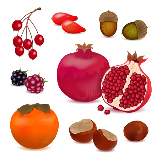 Berries with pomegranate vector design pomegranate illustration berries   