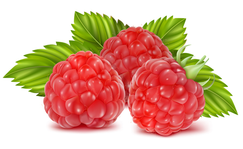 Fresh Fruits vector 05 vegetables vegetable fruits fruit fresh berries   