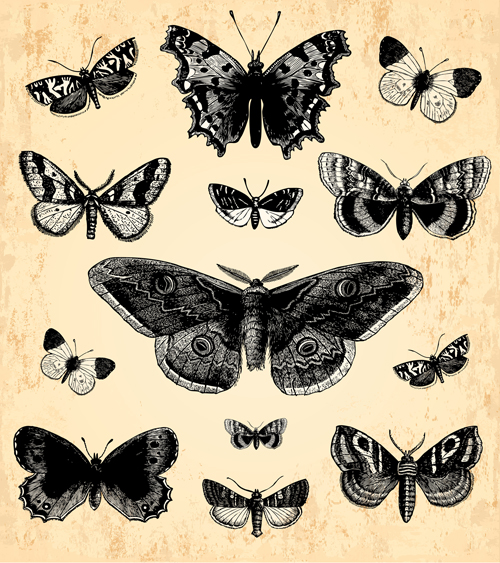 Hand drawn vintage butterflies vectors set 05 vintage vectors image hand-draw hand drawn butterflies   