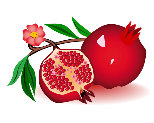 Realistic pomegranate design vector 01 realistic pomegranate   