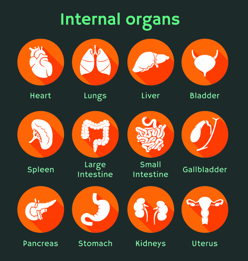 Various internal organs icons design vector 01 Various organs Internal Organs icons icon   