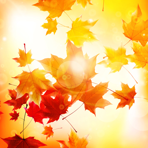 Sunlight with autumn leaves background graphics 02 sunlight leaves background background autumn leaves autumn   