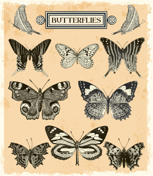 Hand drawn vintage butterflies vectors set 03 vintage vectors hand-draw hand drawn butterflies   