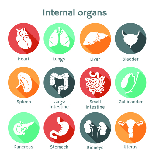 Various internal organs icons design vector 02 Various organs Internal Organs icons icon   