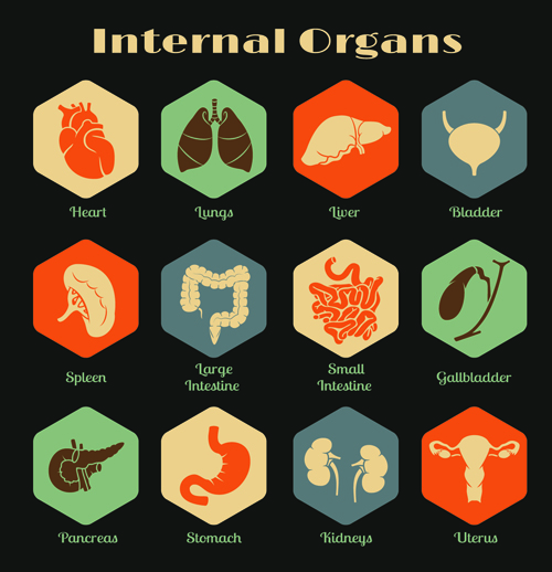Various internal organs icons design vector 03 Various organs Internal Organs icons icon   