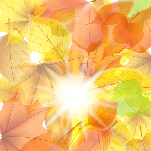 Sunlight with autumn leaves background graphics 01 sunlight leaves background background autumn leaves autumn   