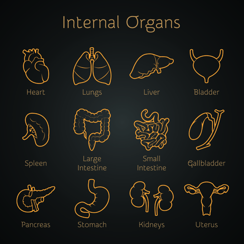 Various internal organs icons design vector 04 Various organs Internal Organs icons icon   