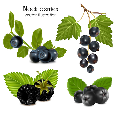 Black berries vector illustration illustration berries   