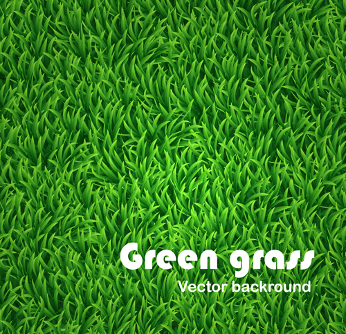 Green Grass background 01 green grass green grass background   
