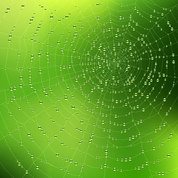 spiderweb design elements vector 03 spiderweb elements element   