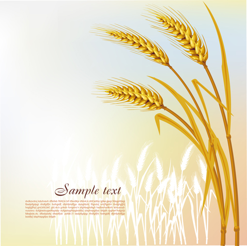 Golden Wheat vector background set 01 wheat golden   