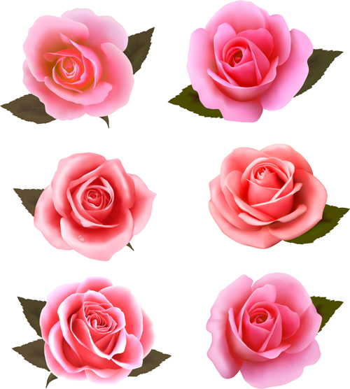 Pink roses vectors set roses pink   