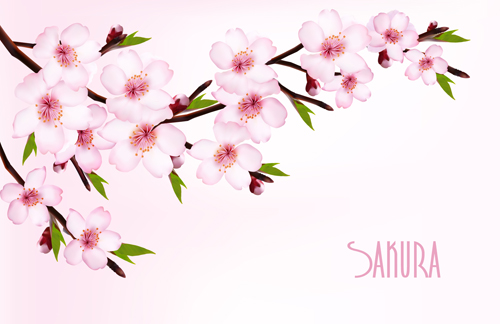 Beautiful sakura vector background graphics 02 Vector Background sakura beautiful   