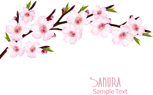 Beautiful sakura vector background graphics 01 Vector Background sakura beautiful background   