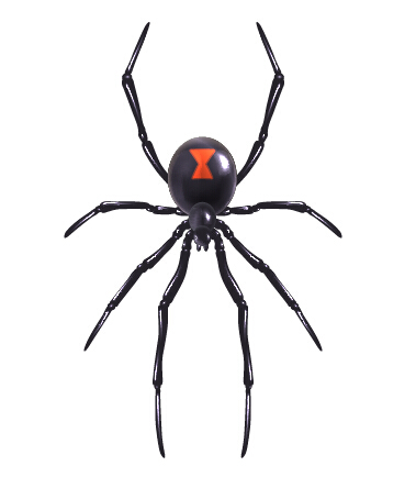 Realistic spider vector design spider realistic   