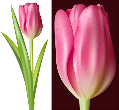 Tulip pink vector graphics tulip pink   