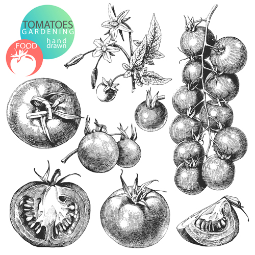 Sketch tomato design vector material vector material tomato sketch   