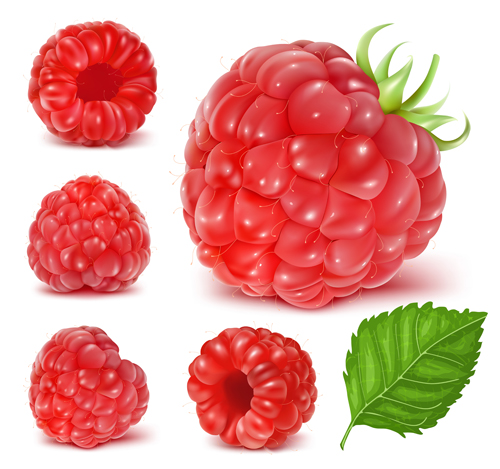 Juicy red berries design vectors red juicy berries   