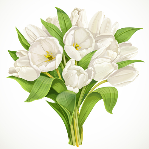 Beautiful white tulips vector material vector material tulip material beautiful   