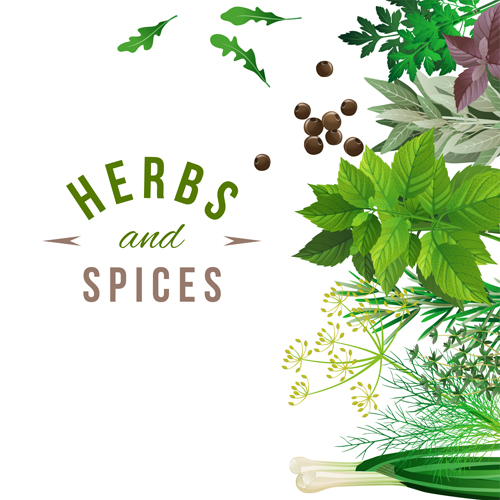 Refreshing herbs and spices vector background 03 spices refreshing herbs background   