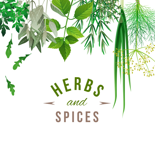 Refreshing herbs and spices vector background 02 spices refresh herbs background   