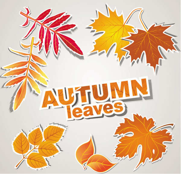 autumn leaves design elements vector leaves autumn   