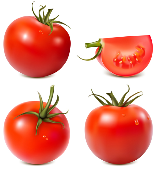 Juicy fresh tomato graphics vector 01 tomato juicy fresh   