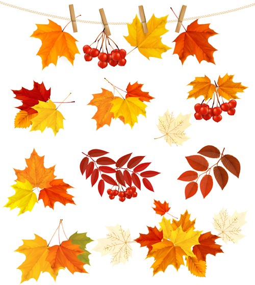 Autumn leaves with fruit vector material 02 vector material leave fruit autumn leaves autumn   
