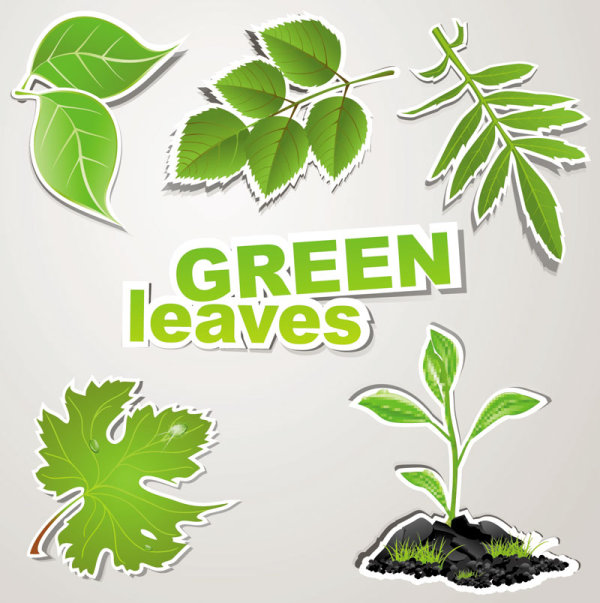 green leaves design elements vector leaves green   