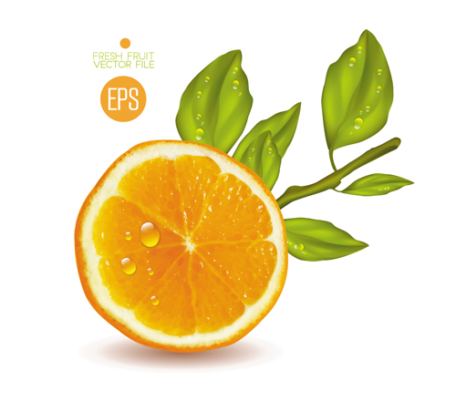 Fresh fruit citrus vector material set 06 fruit fresh free citrus   