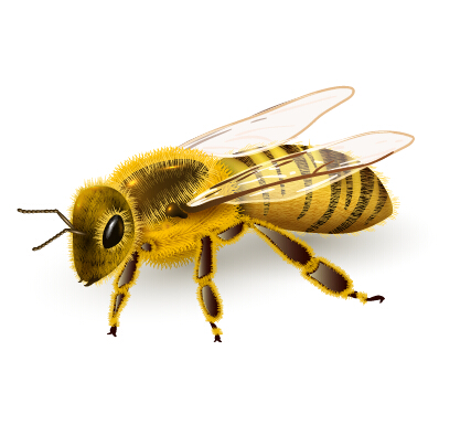 Realistic bee vector design realistic bee   