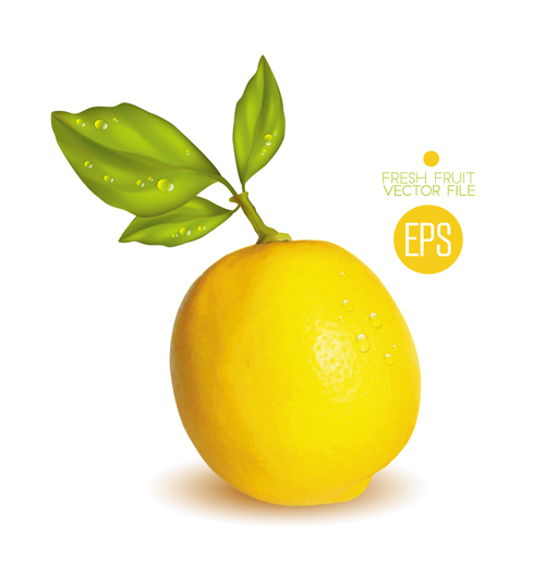 Fresh fruit citrus vector material set 07 fruit fresh citrus   