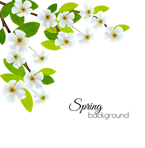 Spring background with white flowers vector white flowers spring flowers background   