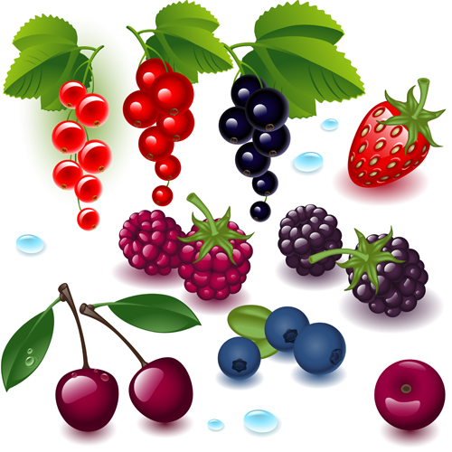 Realistic fruits and berry design vector 01 realistic fruits fruit Berry   