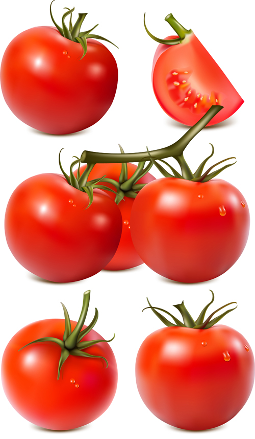 Juicy fresh tomato graphics vector 02 tomato juicy fresh   
