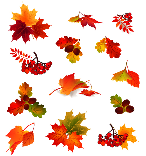 Autumn leaves with fruit vector material 01 vector material leaves leave autumn leaves autumn   