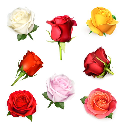 Different colored roses vectors material red roses different colored   