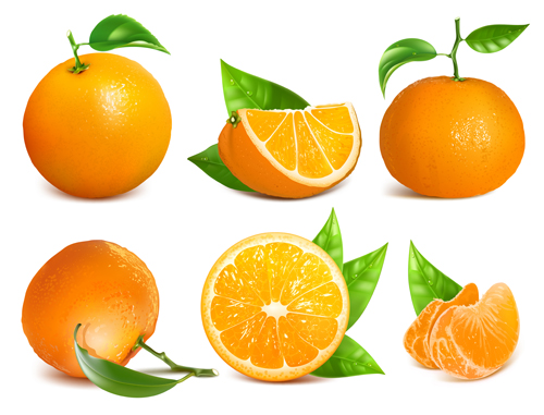 Ripe oranges and leaves vector Ripe oranges leaves   