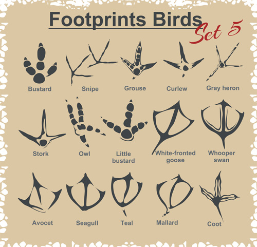 Various footprints animals design vectors 03 Various Footprints animals Animal   